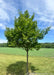 American Hornbeam with green leaves.