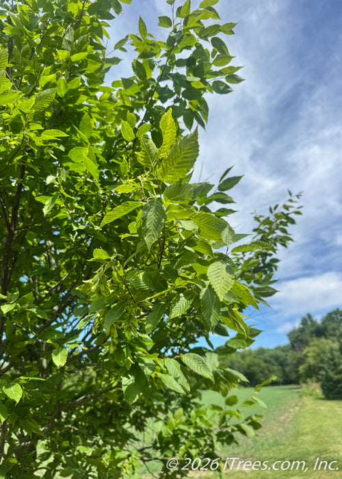 Branches with green leaves and blue sky in the background.