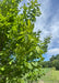 Branches with green leaves and blue sky in the background.