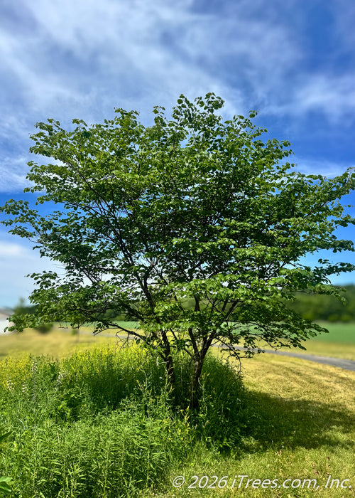 Multi-trunk Redbud with green leaves growing near a driveway.