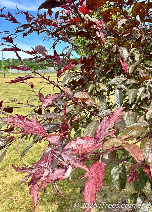 Closeup of serrated purple-green leaves.