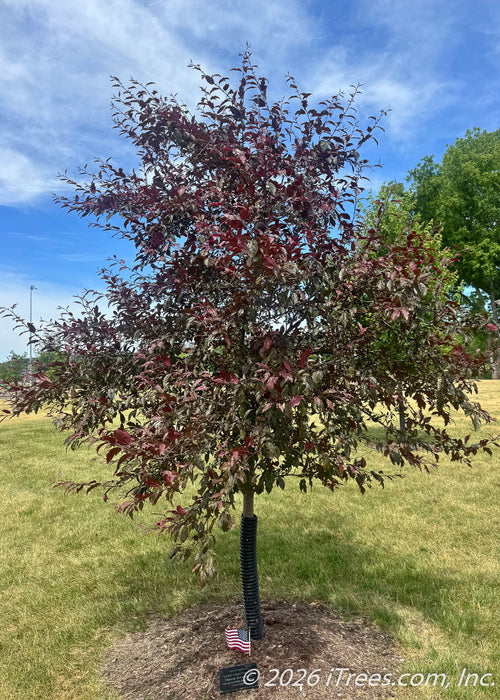 Single-trunk Royal Raindrops Crabapple with dark purple leaves.