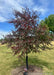 Single-trunk Royal Raindrops Crabapple with dark purple leaves.