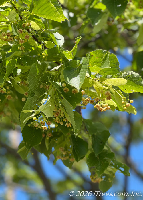 Closeup of green foliage and smally dangly fragrant flowers.