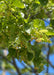 Closeup of green foliage and smally dangly fragrant flowers.