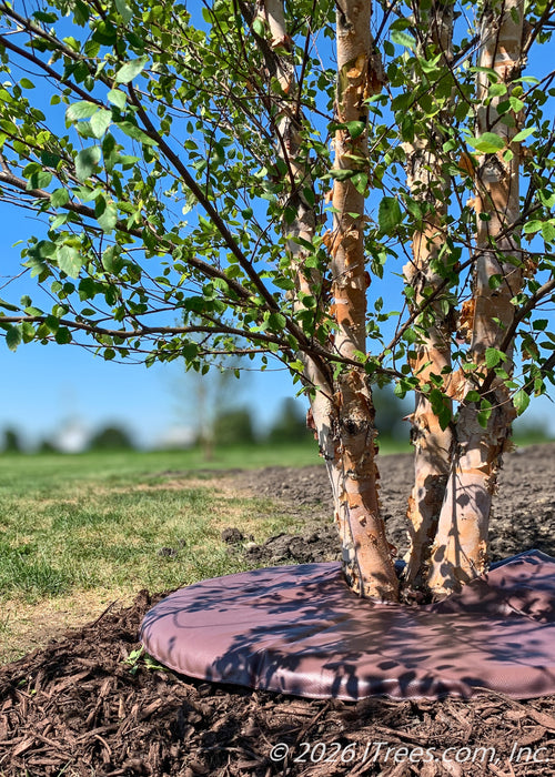 A newly planted Heritage® River Birch with a brown watering donut laying flat on top of the mulch. 