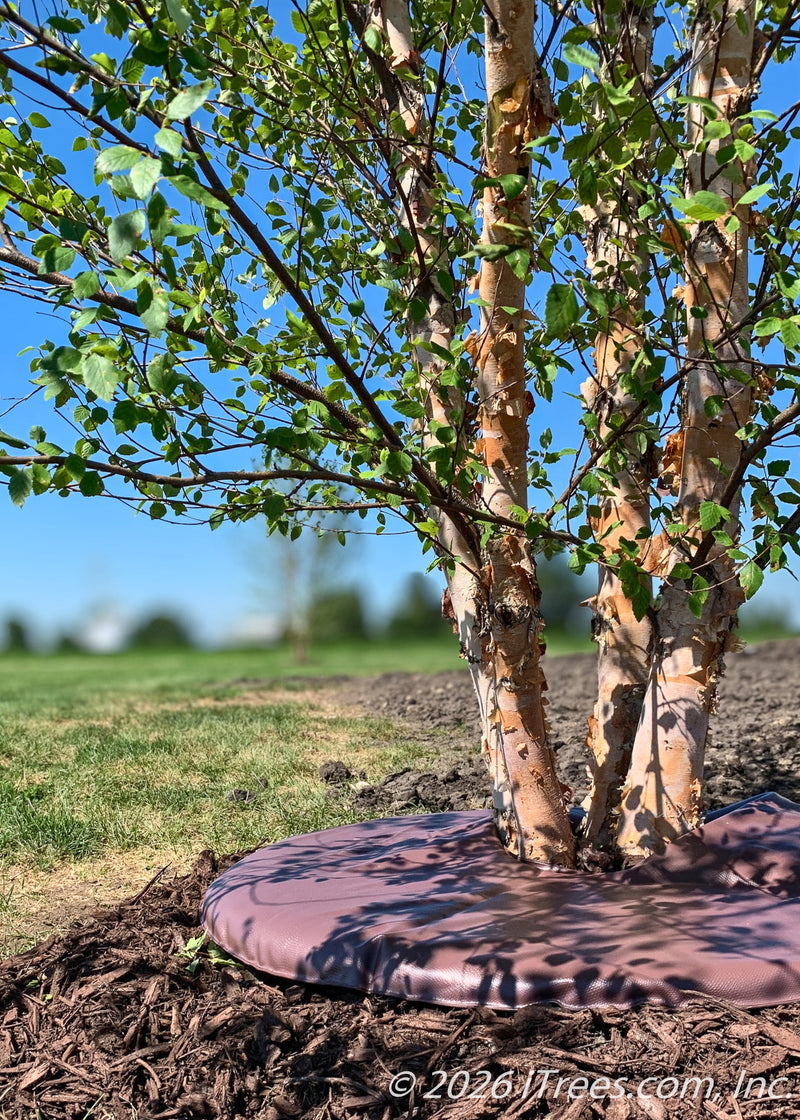 A newly planted Heritage® River Birch with a brown watering donut laying flat on top of the mulch. 