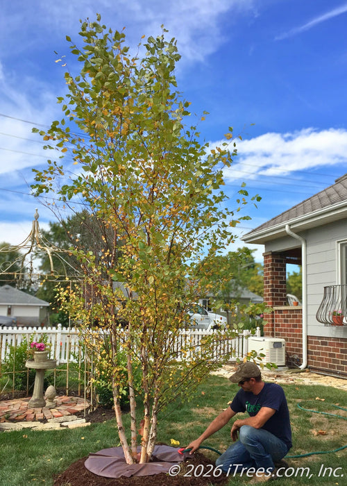 Our crew leader, Kyle fills a watering bag after planting a Heritage® River Birch.