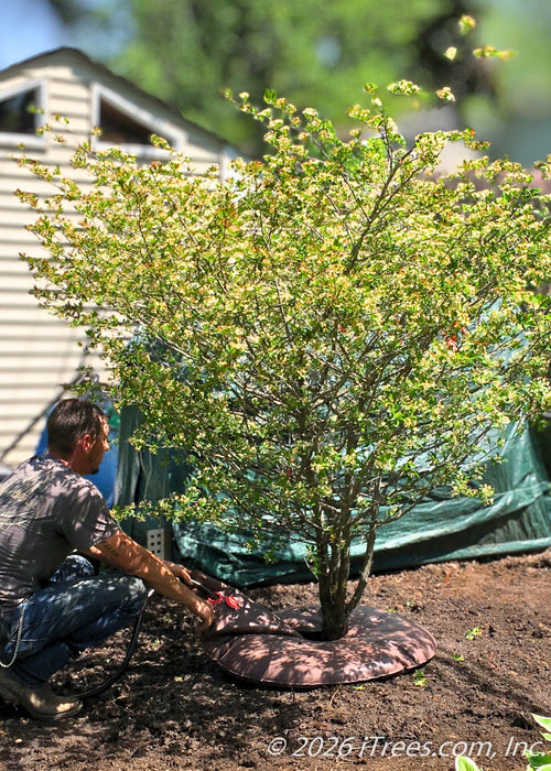 Kyle fills a watering bag after planting a Thornless Cockspur Hawthorn.