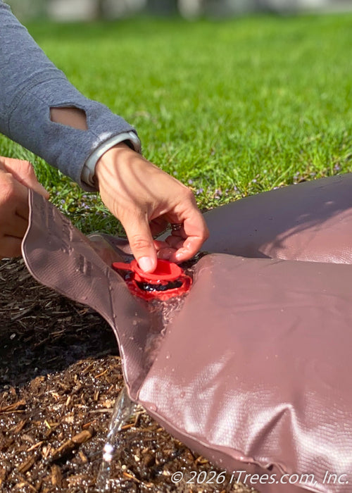 Closing a watering bag after filling it.
