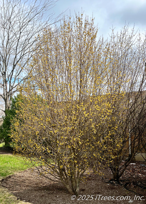 Maturing clump form Golden Glory Cornelian Cherry Dogwood in spring with bright yellow flower buds. 