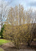 Maturing clump form Golden Glory Cornelian Cherry Dogwood in spring with bright yellow flower buds. 