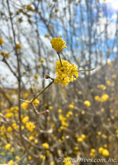 Closeup of small, sunny yellow flowers in early spring on the tip of a branch. 
