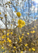 Closeup of small, sunny yellow flowers in early spring on the tip of a branch. 