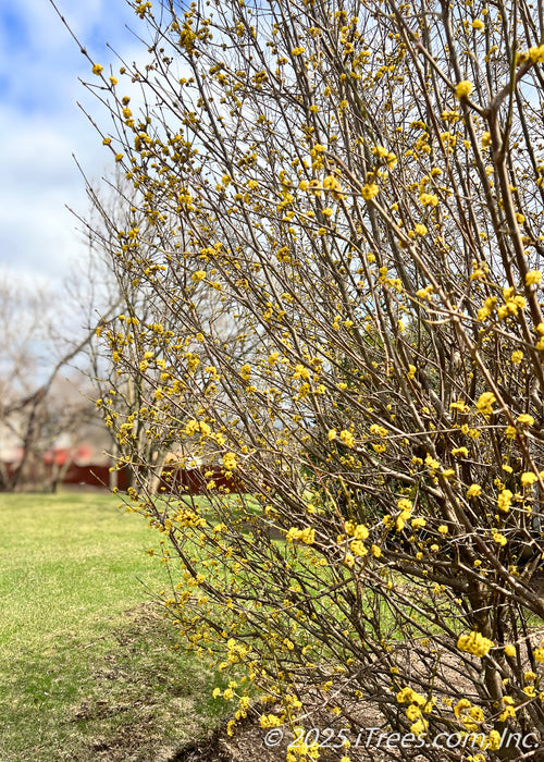 Closeup of outer branching with small yellow flowers dotting the tips of the branches. 