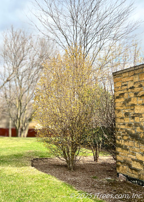Maturing clump form Golden Glory Cornelian Cherry Dogwood in a landscape bed, in spring with bright yellow flower buds. 