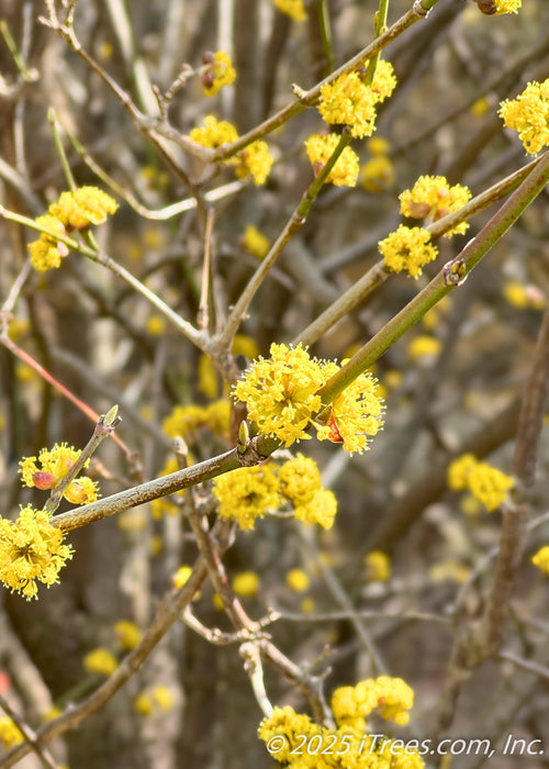 Closeup of sunny yellow early spring flowers. 