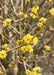 Closeup of sunny yellow early spring flowers. 