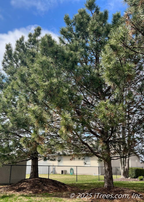 Maturing White Pine in a berm in early spring with dark green needles. 