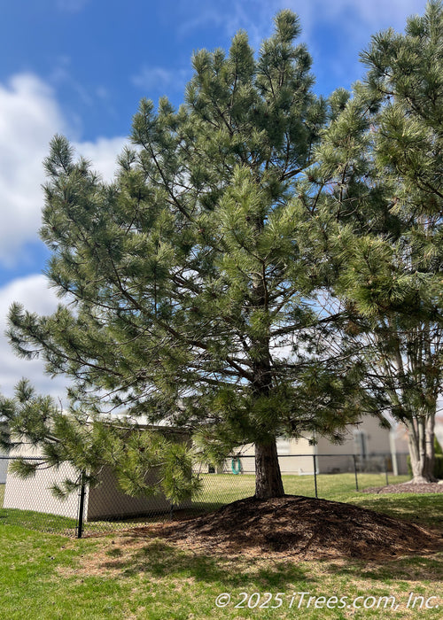 Maturing White Pine in a berm in early spring with dark green needles. 