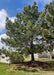 Maturing White Pine in a berm in early spring with dark green needles. 