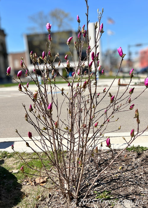 A young Jane Magnolia on the parkway in a downtown area, seen budding out in early spring with bright fuchsia pink blooms. 