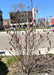 A young Jane Magnolia on the parkway in a downtown area, seen budding out in early spring with bright fuchsia pink blooms. 
