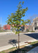 A young, Ivory Silk Japanese Tree Lilac growing on a downtown parkway seen with early spring green leaves.