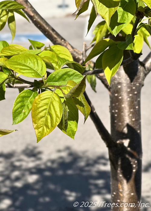 Ivory Silk® Japanese Tree Lilac