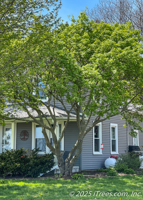 A mature Amur Flame Maple in the multi-stem clump form growing in a front landscape bed near a porch, seen in spring with green leaves.