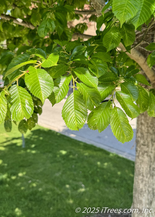 Closeup of shiny, finely serrated medium green leaves.