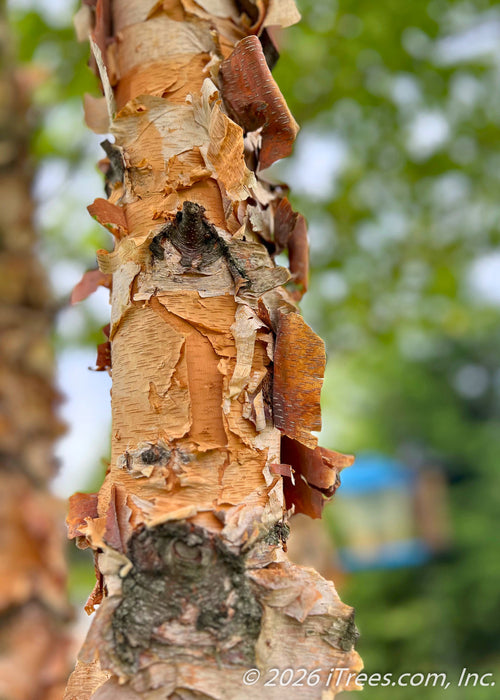 Closeup of trunk's peachy-tan peeling bark.