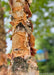 Closeup of trunk's peachy-tan peeling bark.