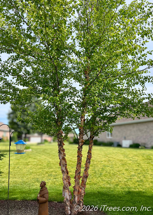 Multi-trunk Heritage Birch with green leaves growing in a backyard for privacy & screening.