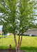 Multi-trunk Heritage Birch with green leaves growing in a backyard for privacy & screening.