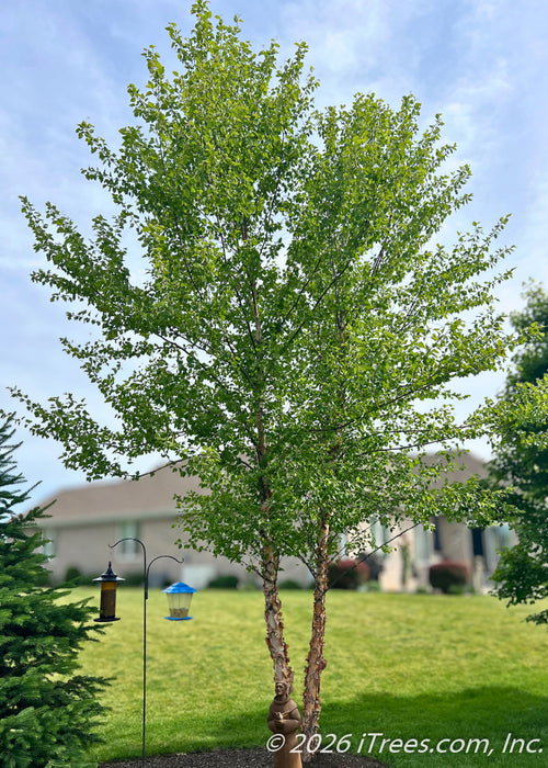 Multi-trunk Heritage Birch with green leaves growing in a backyard for privacy & screening.