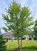 Multi-trunk Heritage Birch with green leaves growing in a backyard for privacy & screening.