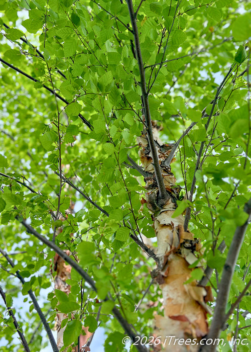 View looking up at trunk and inner green canopy.