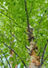 View looking up at trunk and inner green canopy.