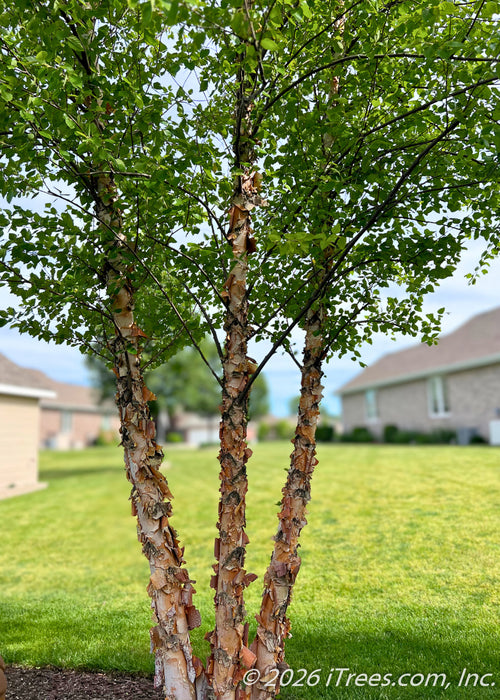 Multi-trunk Heritage Birch with green leaves growing in a backyard for privacy & screening.