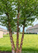Multi-trunk Heritage Birch with green leaves growing in a backyard for privacy & screening.