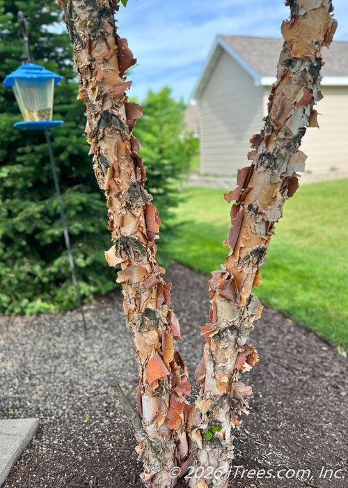 Closeup of multiple trunks and their peeling bark.