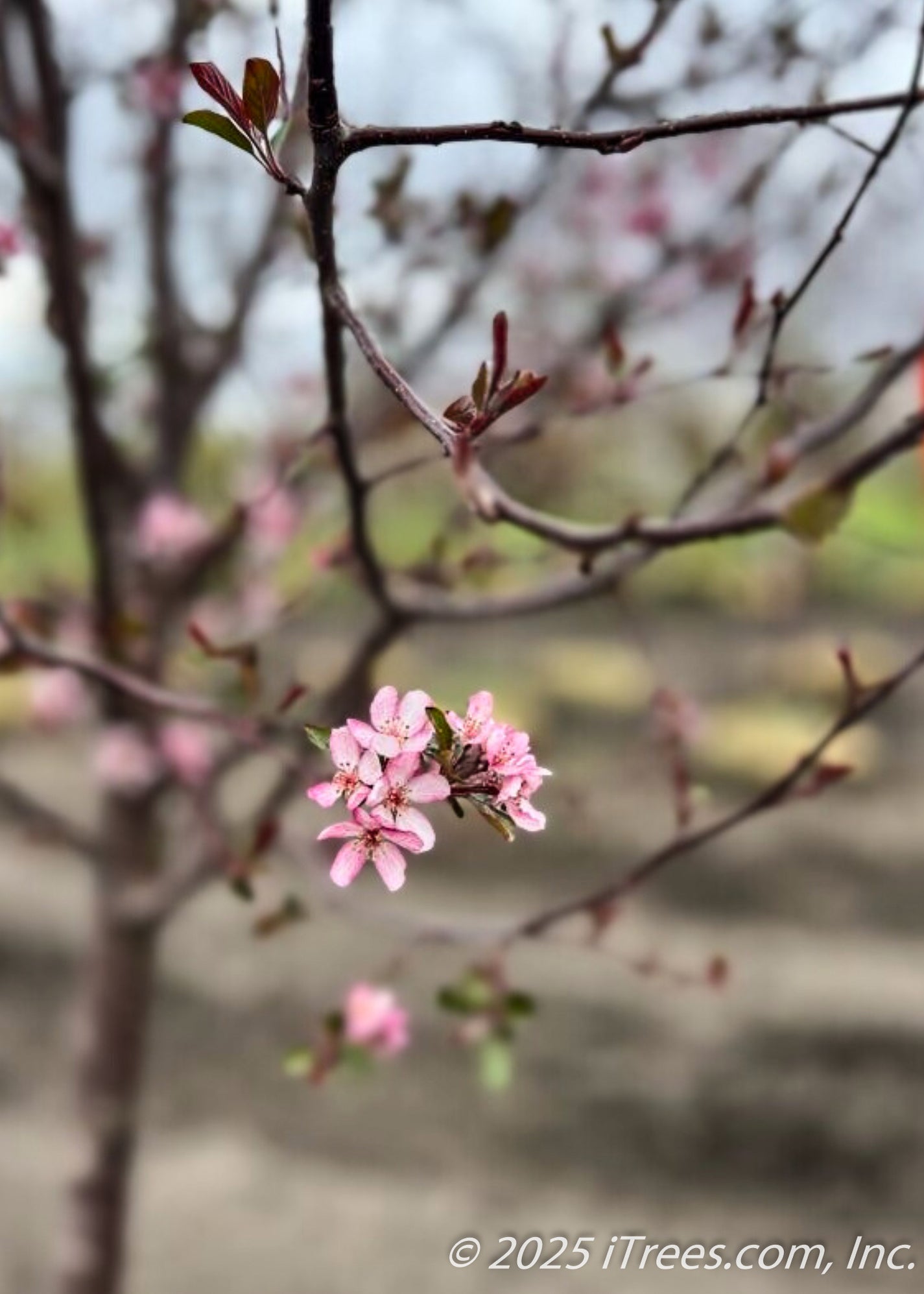 Ruby Dayze® Crabapple