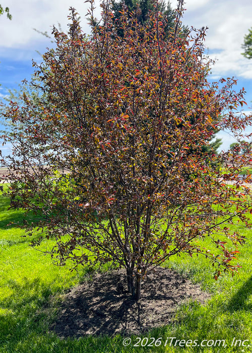 A newly planted multi-stem clump form Royal Raindrops Crabapple with purplish-green leaves just beginning to emerge in spring. 