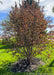 A newly planted multi-stem clump form Royal Raindrops Crabapple with purplish-green leaves just beginning to emerge in spring. 