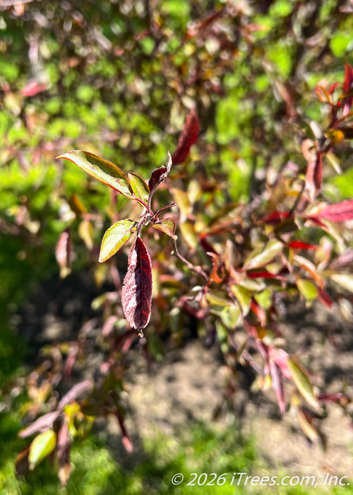 A close-up of newly emerged purpleish-green leaves. 