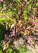 A close-up of newly emerged purpleish-green leaves. 