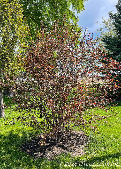 A newly planted multi-stem clump form Royal Raindrops Crabapple with purplish-green leaves just beginning to emerge in spring. 