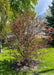 A newly planted multi-stem clump form Royal Raindrops Crabapple with purplish-green leaves just beginning to emerge in spring. 