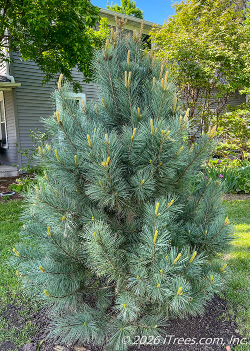 Domingo White Pine planted in an open area of a side yard.
